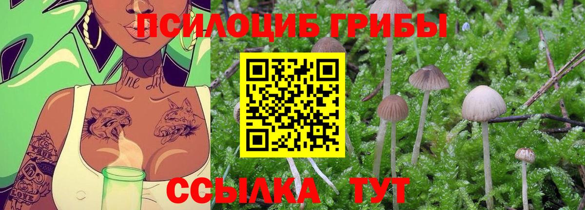 Кировск  Псилоцибиновые грибы MAGIC MUSHROOMS  Вход с VPN 